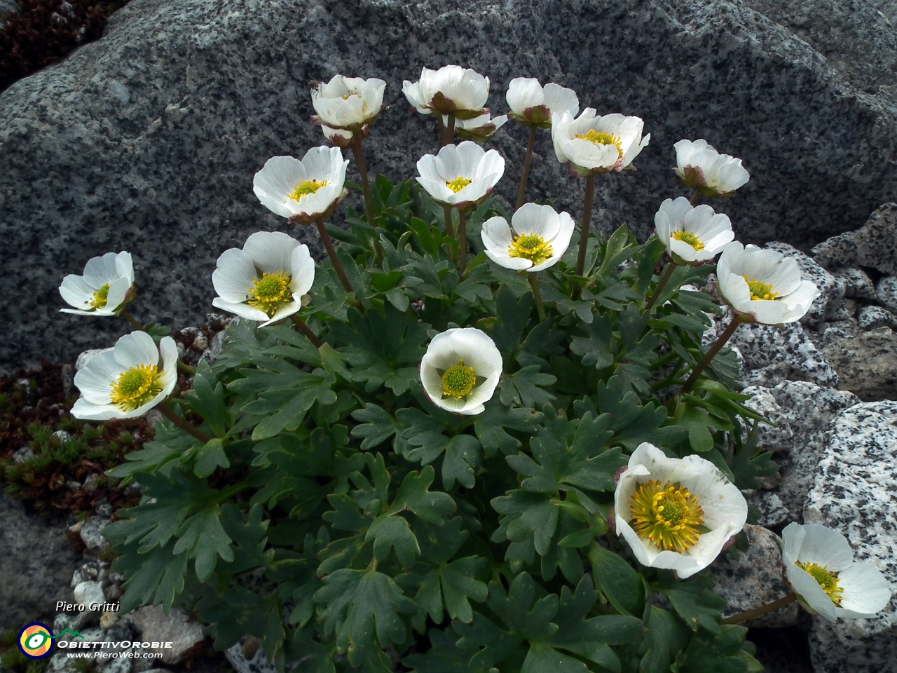 44 43 Ranuncolo alpestre (Ranunculus alpestris).JPG